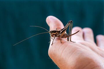 Wart Biter or Bush Cricket Female Insect with Long Ovipositor on Back Sitting on Human Hand and Posing - Wild Fauna on Sithonia Chalkidiki Greece