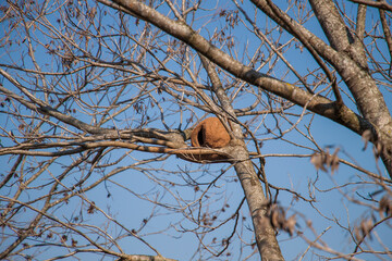 Rufous Hornero nest