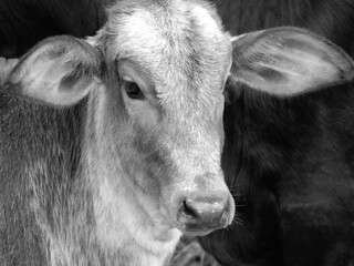 black and white calf portrait