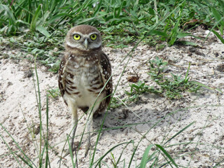The Burrowing Owl (Athene cunicularia floridana), in Cape Coral, Florida