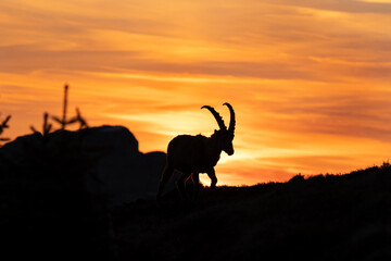 Alpine ibex in the Switzerland mountains. Ibex moving in the Alps. European wildlife nature during spring season.
