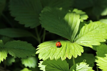 One red ladybug on a strawberry leaf