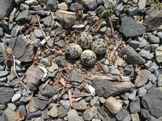 Killdeer Eggs