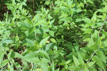 close up of green plants