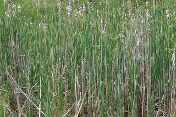 close up of green grass