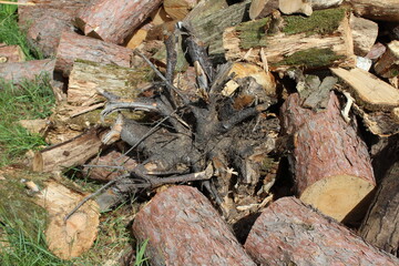 spider on the ground