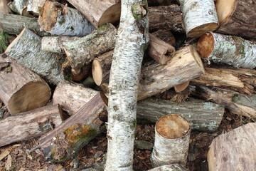 firewood in the woods
