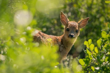 Fototapeten Roe deer cub in the bush © Martin