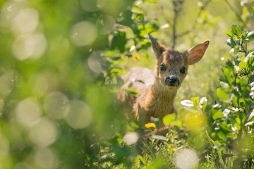Türaufkleber Roe deer cub in the bush © Martin