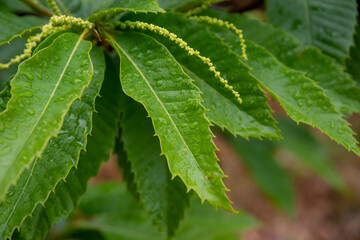 Detail of Castanea Sativa tree, sweet chestnut blooming branches after the rain