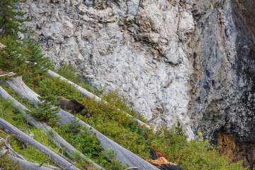 Grizzly bear in the woods