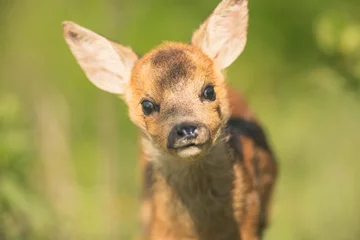 Tuinposter Closeup roe deer cub portrait © Martin