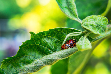 Biedronki, ladybug, nature © MarcinRoj.Fotografia
