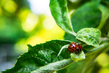 Biedronki, ladybug, nature © MarcinRoj.Fotografia