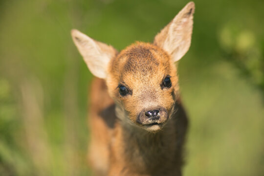 Closeup roe deer cub portrait