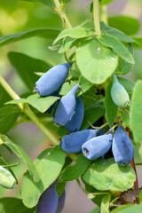 Ripe berries of honeysuckle  (Lonicera caerulea) on the bush