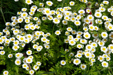 Mutterkraut (Tanacetum parthenium), Fieberkraut