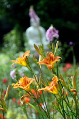 Gelbrote Taglilie (Hemerocallis fulva)