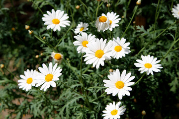  Chamomile flowers.  Chamomile under the sun. Chamomile flower background. Fresh flowers of chamomiles in garden.