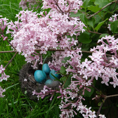 Bird's blue eggs in the nest. The nest is located on the grass against the background of lilac.
