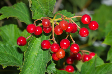 The guelde-rose (lat. Viburnum opulus), of the family Adoxaceae.