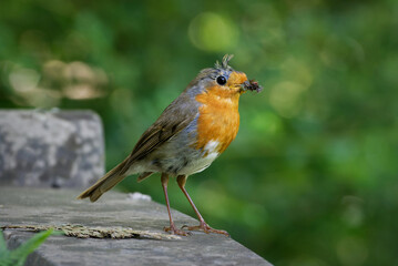 a young robin with various captured insects in its beak