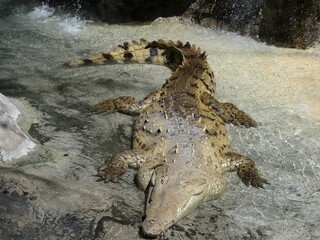crocodile in the water