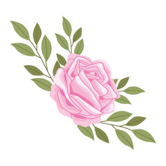 pink rose spring flower