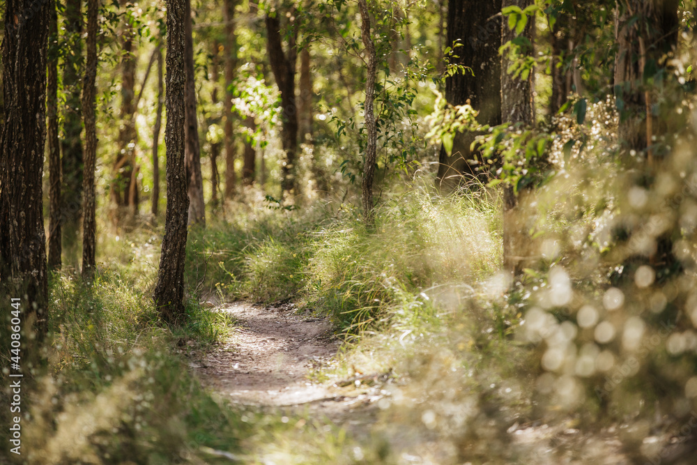 Wall mural Australian Bush Walk Path