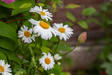 Fototapeta premium Fresh white daisies grow in the garden on green grass background