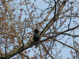 bird on a branch