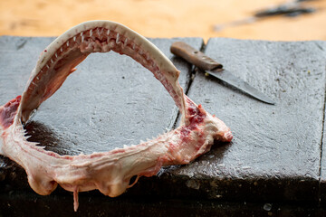 Shark jaw exposed on a table with a knife. Sharp teeth of a dead shark.