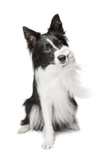Portrait of a funny dog. She does the trick by covering her nose with her paw. Border Collie breed....