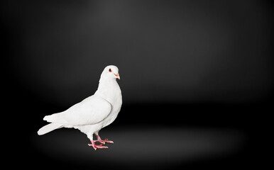 Symbol of freedom for the world, beautiful white dove