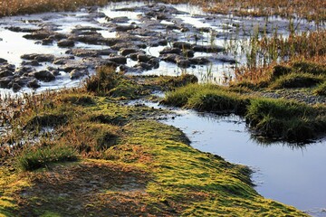 Reflection of the sky in the water at low tide in the marshland, The Wadden Sea, Denmark