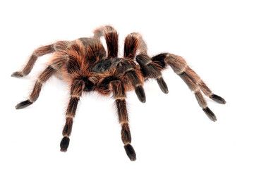 Brazilian Red Tarantula (Nhandu carapoensis).