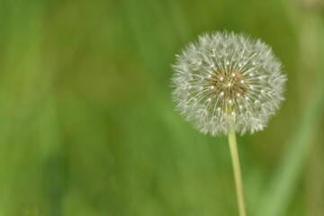 Dandelion in seed