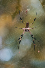 Spider 