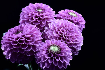 purple flowers, spherical buds,  dark background,  studio shot.