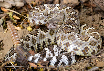 Southern Pacific Rattlesnake (Crotalus helleri).