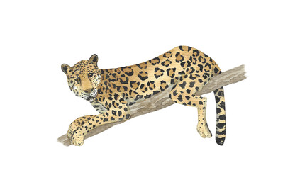 Animal Illustration: Jaguar, panthera, watercolor, isolated.