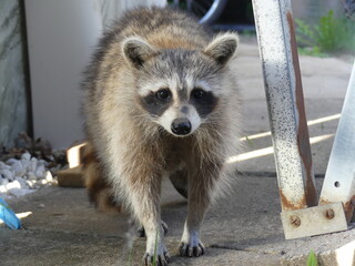 raccoon