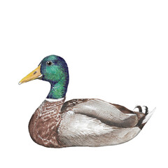 Animal Illustration: Wild Mallard, duck, watercolor, isolated.