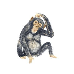 Naklejka premium Animal Illustration: Chimpanzee, watercolor, isolated.