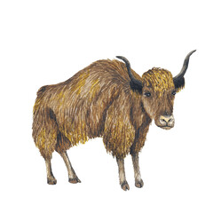 Animal Illustration: Wild Yak, watercolor, isolated.