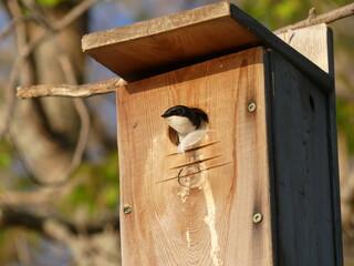 bird in a bird house