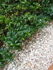 green ivy on the wall