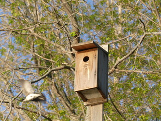 bird house on a tree