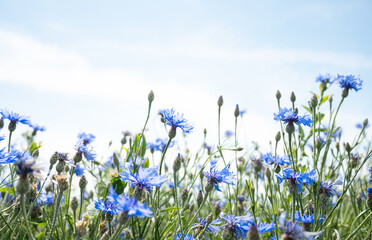 a field of blue cornflowers against a blue sky - obrazy, fototapety, plakaty