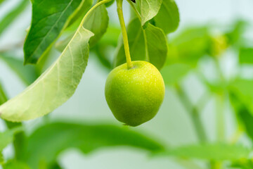 June 20, 2021 – Photo of a green, unripe apple from a Golden Delicious Apple Tree. The tree was planted in New Jersey and is thriving in the Spring Season, and is ready for the Summer Season.